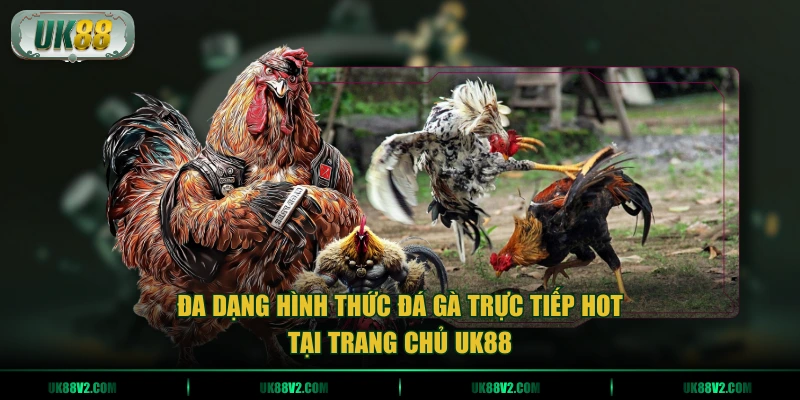 Đa dạng hình thức đá gà trực tiếp hot tại trang chủ UK88